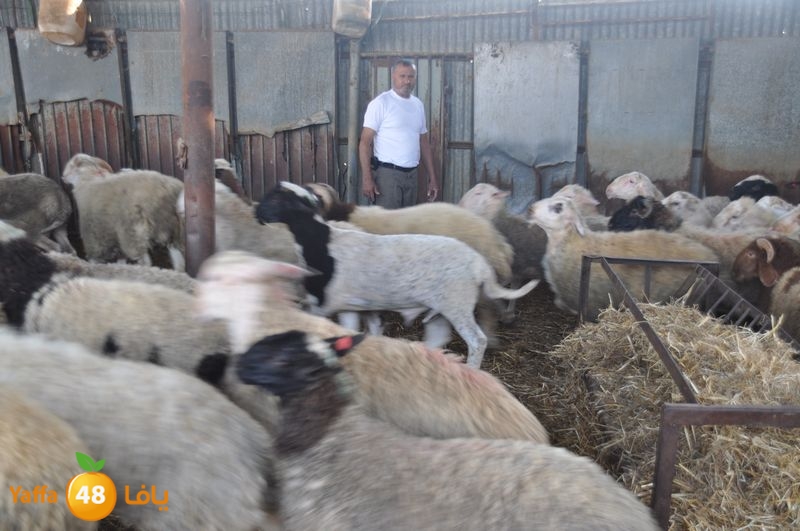 mal7ama lud 929 (18).JPG